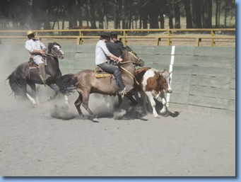 2 Reiter stoppen Stier beim Rodeo Kurs auf Antilco